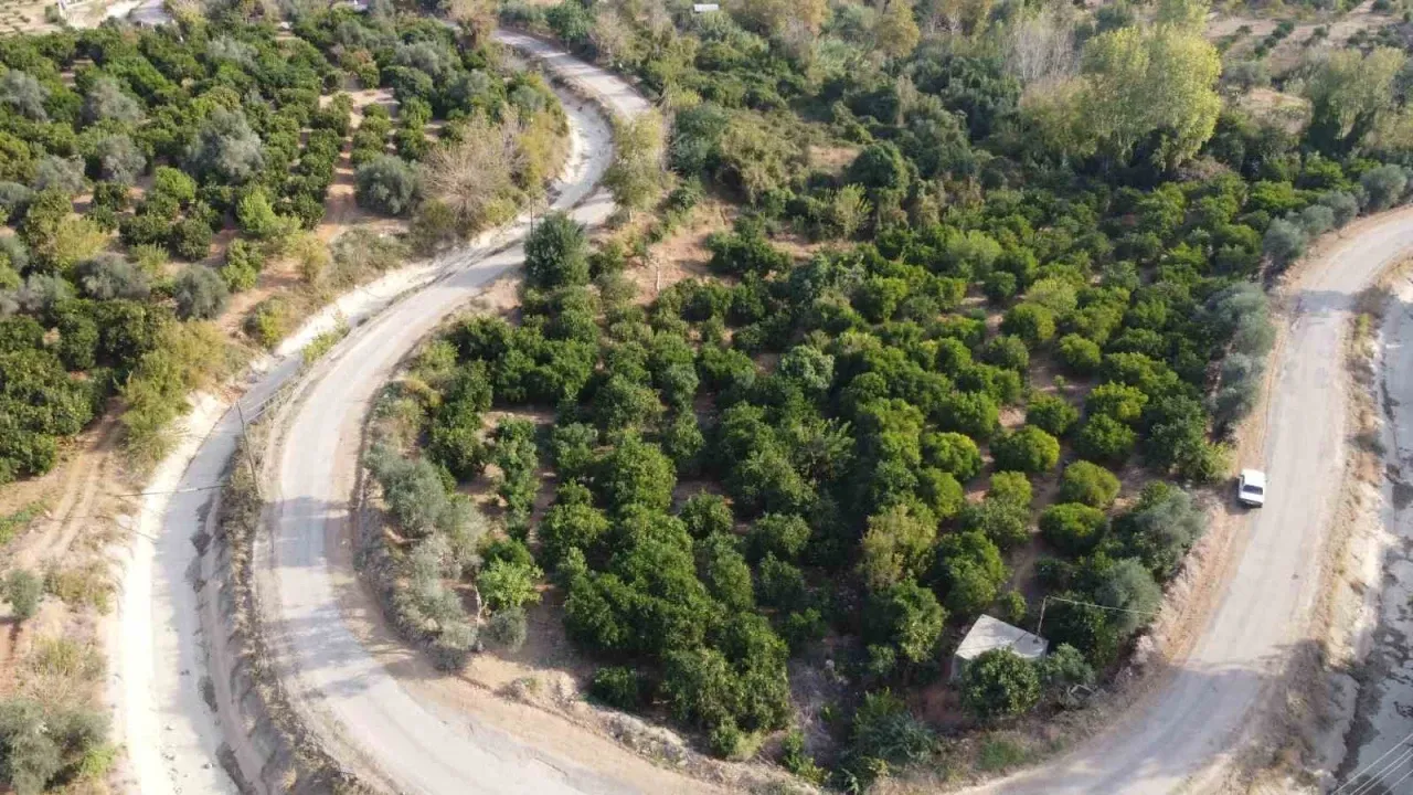 Kozan’da Şeker Mandalinada Hasat Başladı2