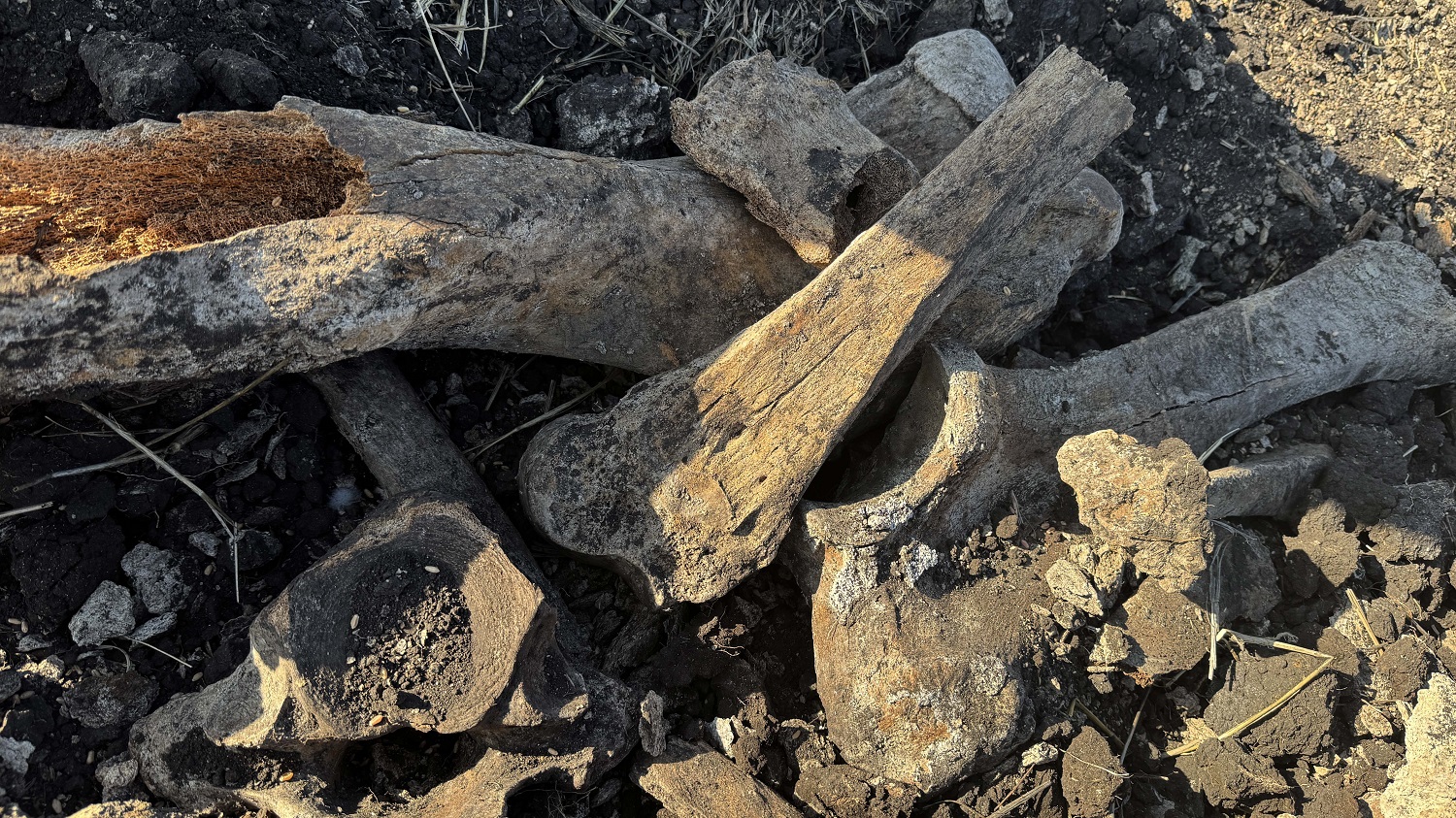 Kahramanmaraş'ta Tarlada Fil Kemikleri Bulundu (9)