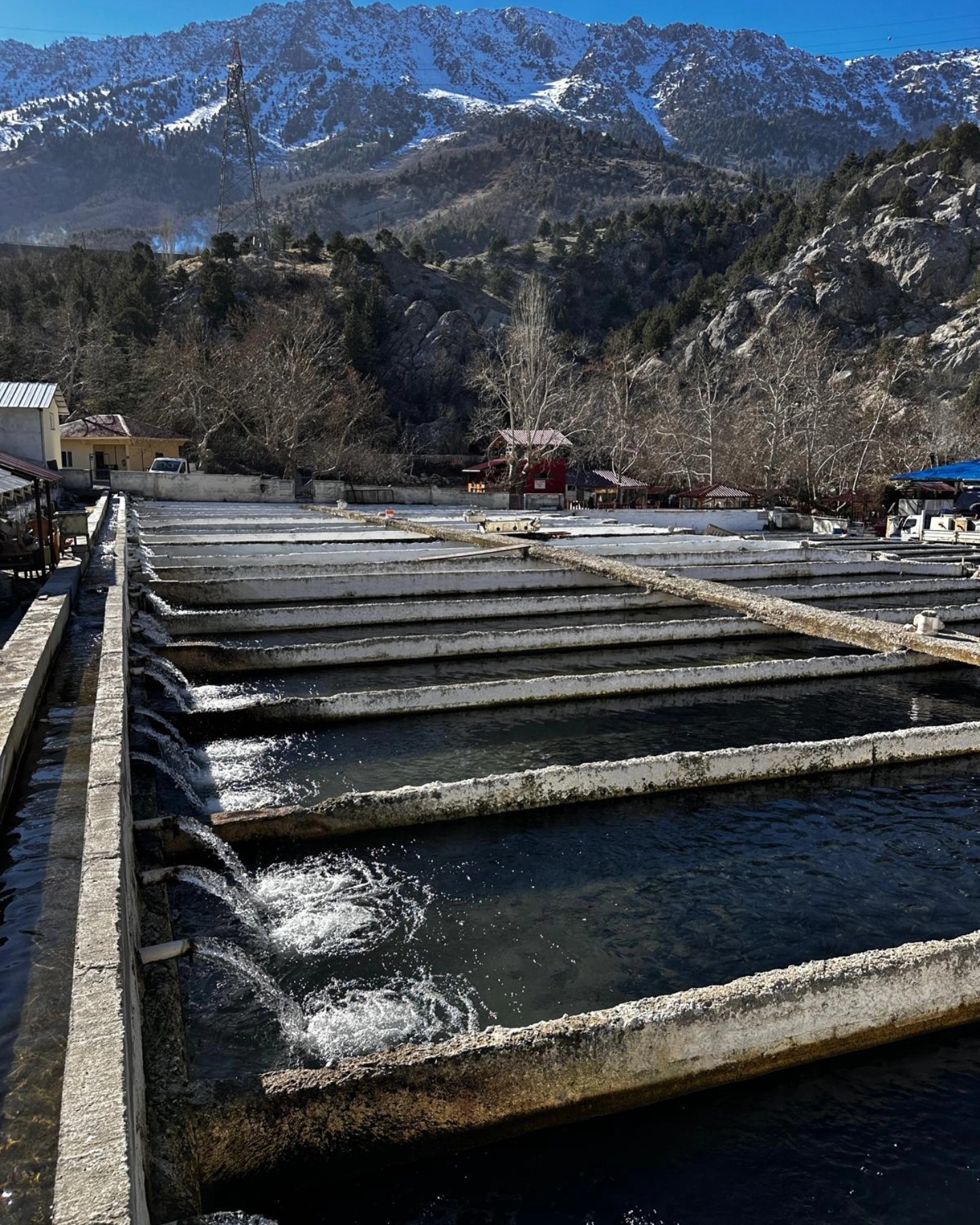 Alabalık Üretiminde Yeni Sezona Başlandı4