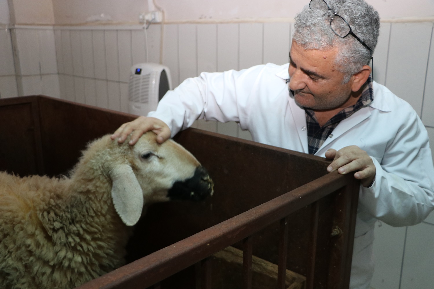 Menengiç Ve Sumak Yaprağı, Besi Hayvanlarının Salgıladıkları Metan Emisyonunu Azaltıyor (2)