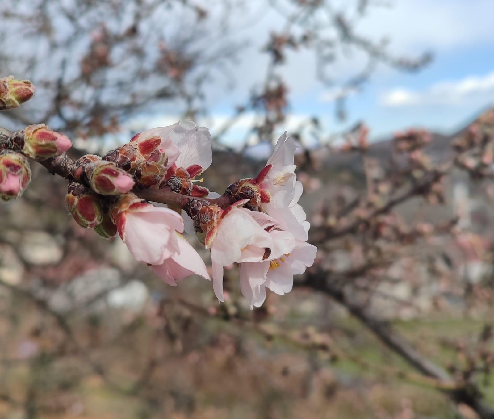 Türkoğlunda Badem Ağaçları Çiçek Açtı 3