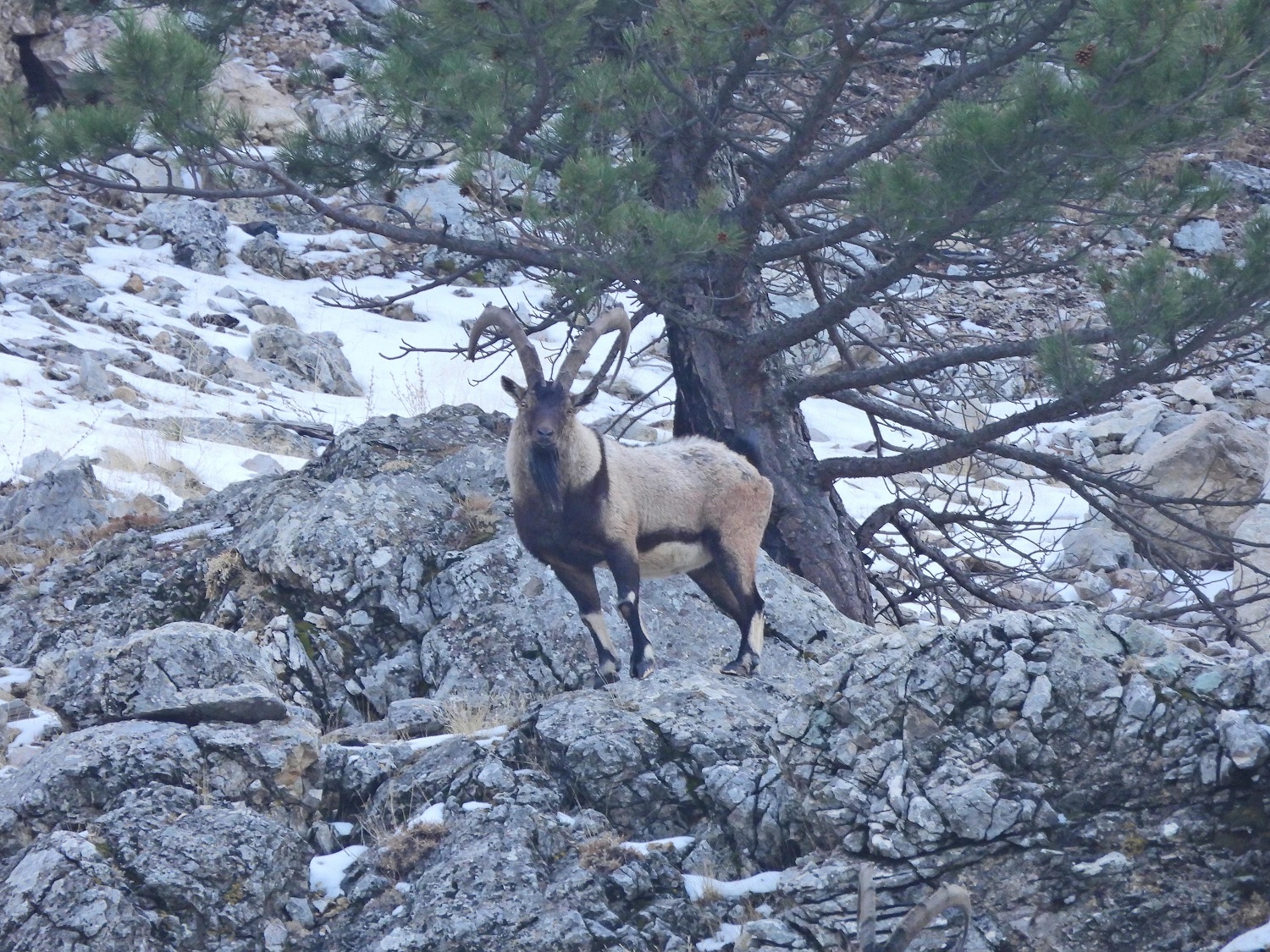 Kahramanmaraş'ın Doğa Timleri 4 Ayda 1322 Yaban Hayvanı Tespit Etti (3)