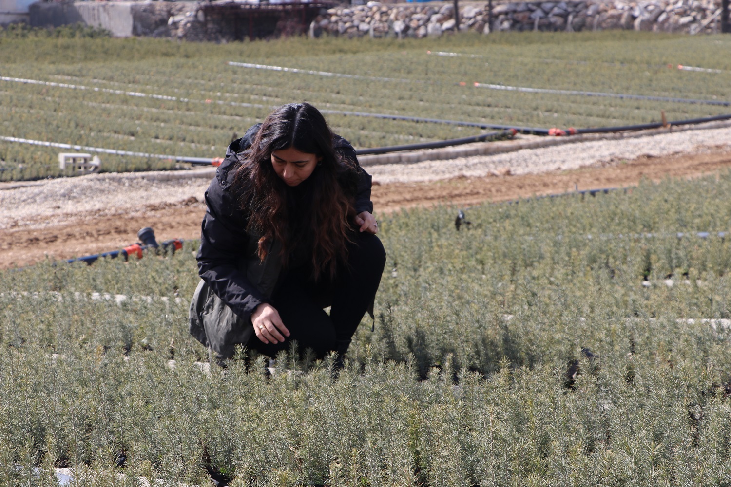 Kahramanmaraş'ta Fidanlar Kadınların Ellerinde Yeşeriyor (2)