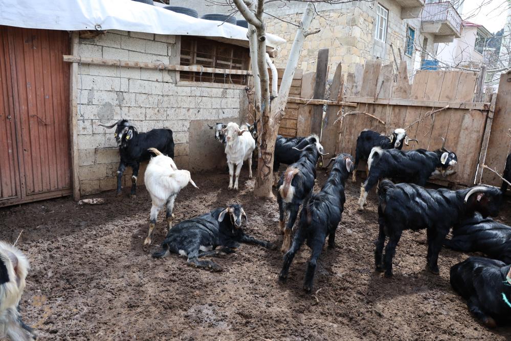 Cevize Don Vurdu, Üreticiler Farklı Alanlara Yöneldi 3