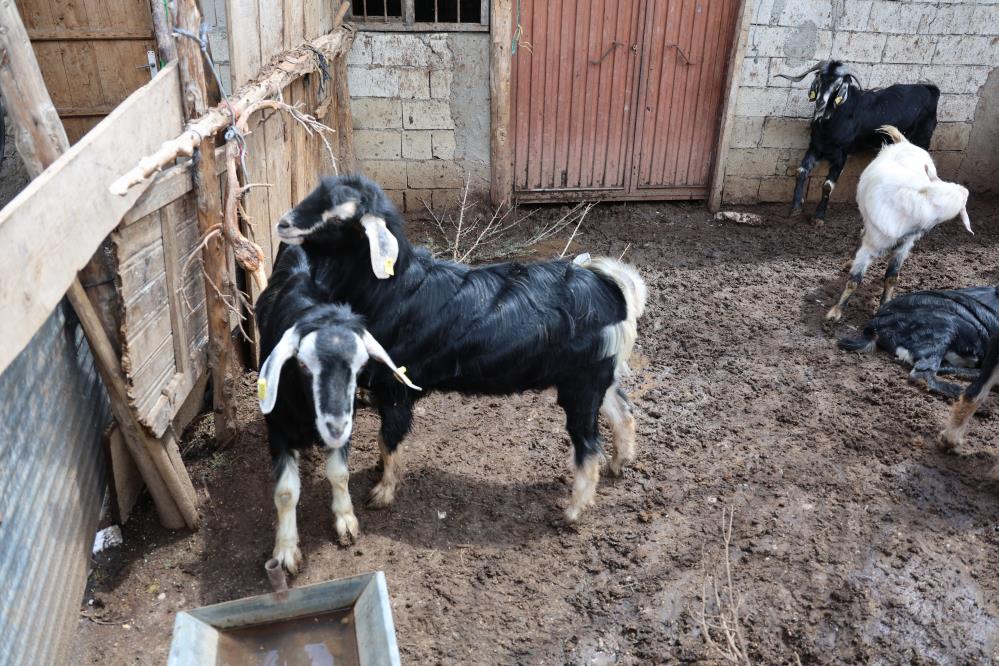 Cevize Don Vurdu, Üreticiler Farklı Alanlara Yöneldi 6