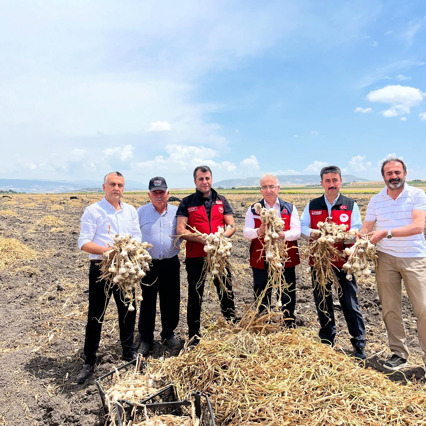 Kahramanmaraş'ta Sarımsak Hasadı Başladı4