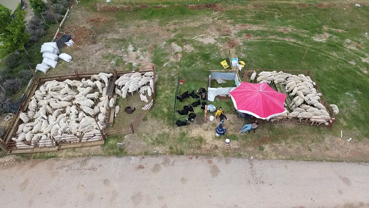 Afşin’de Kurbanlıklar Pazarda Yerini Aldı (1)-1