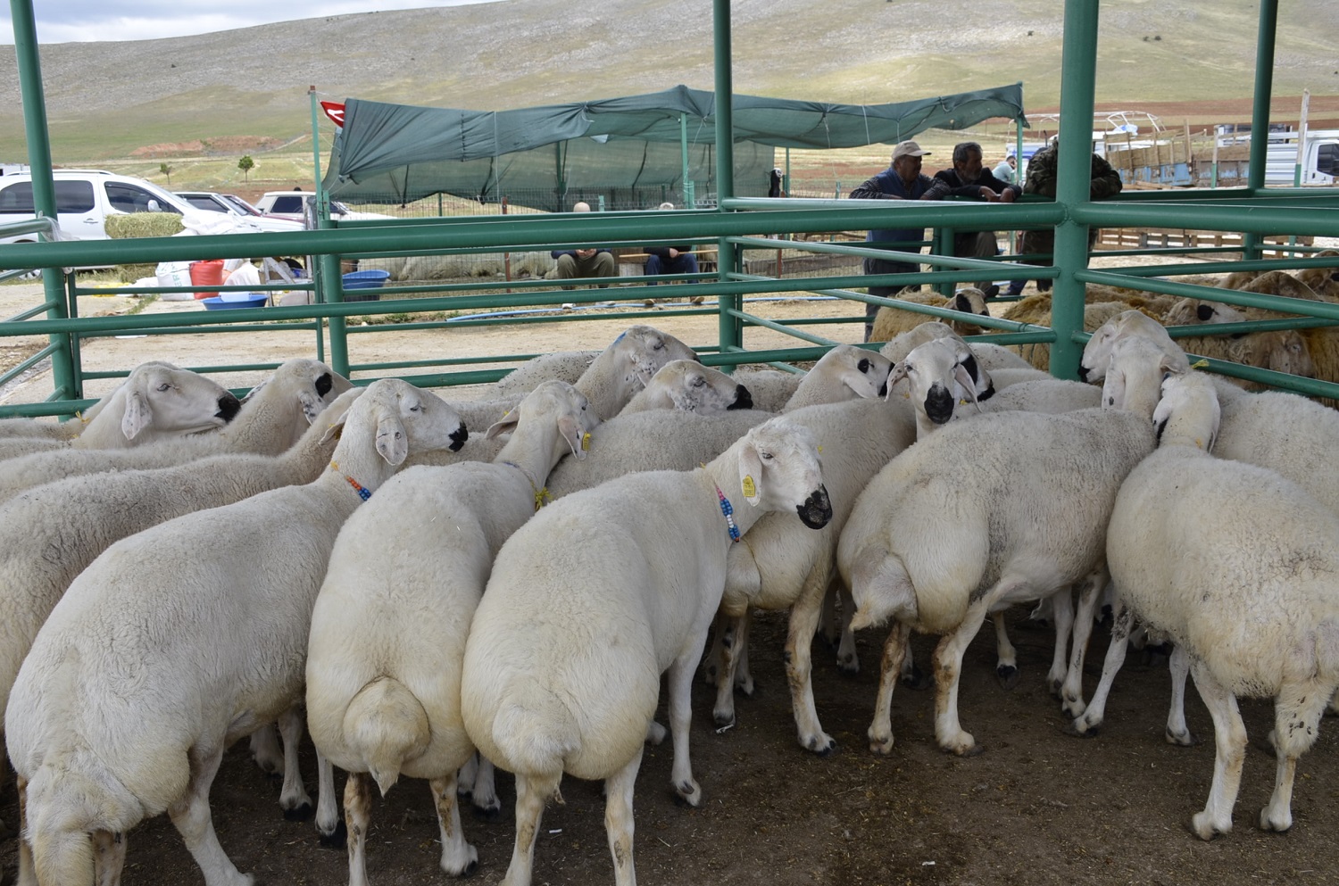 Afşin’de Kurbanlıklar Pazarda Yerini Aldı (10)