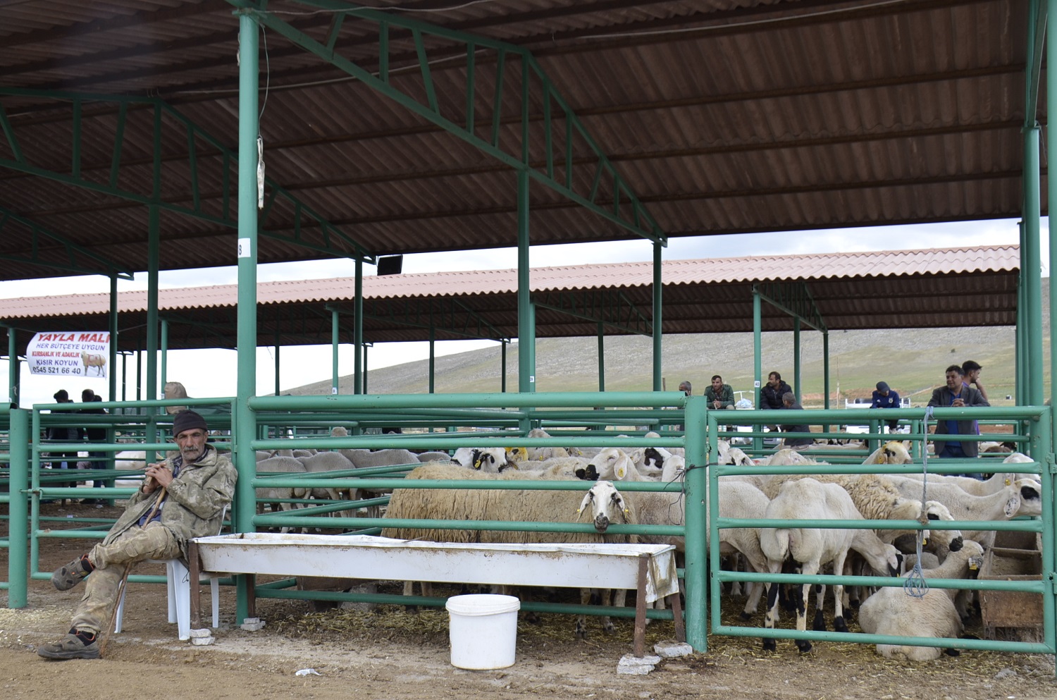 Afşin’de Kurbanlıklar Pazarda Yerini Aldı (13)