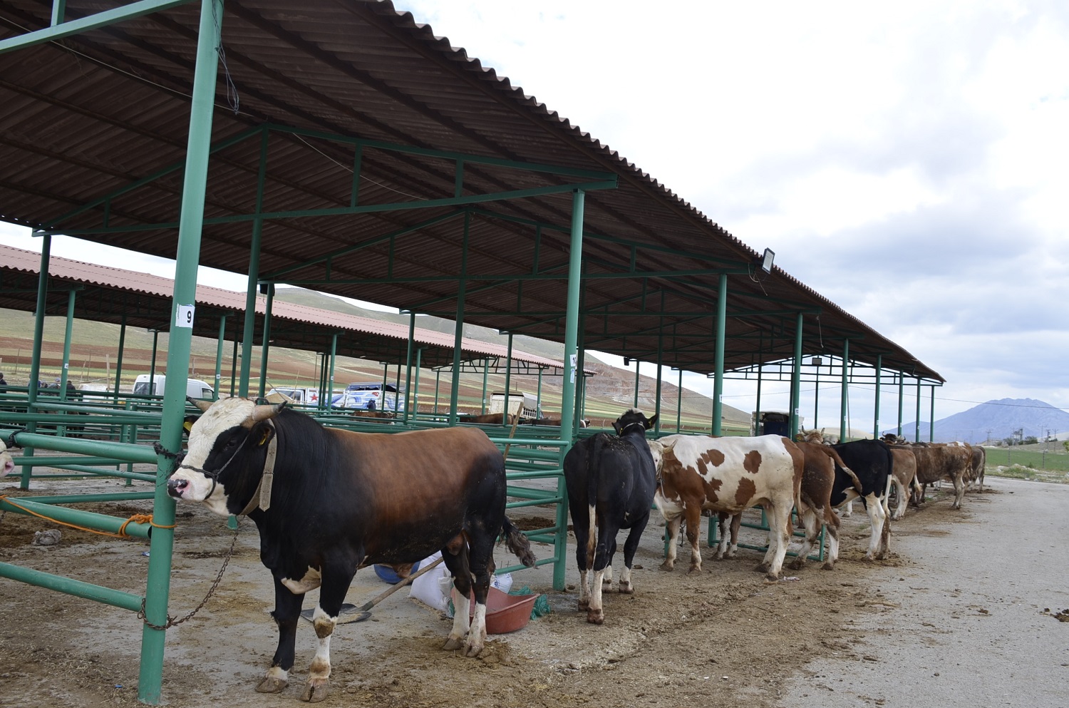Afşin’de Kurbanlıklar Pazarda Yerini Aldı (2)