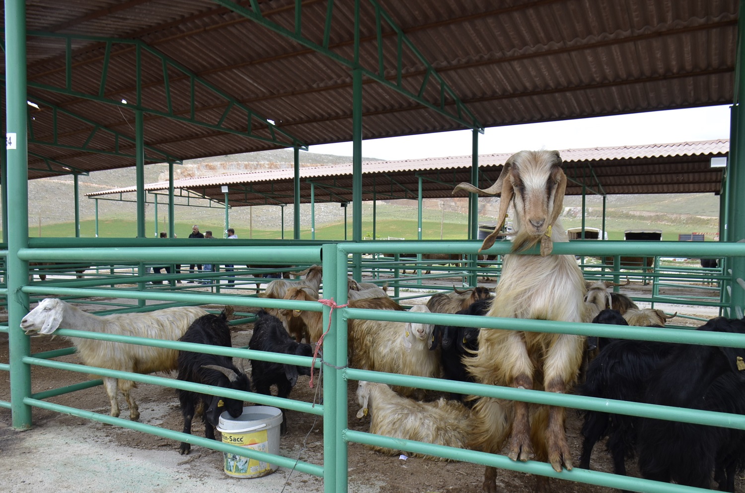 Afşin’de Kurbanlıklar Pazarda Yerini Aldı (5)