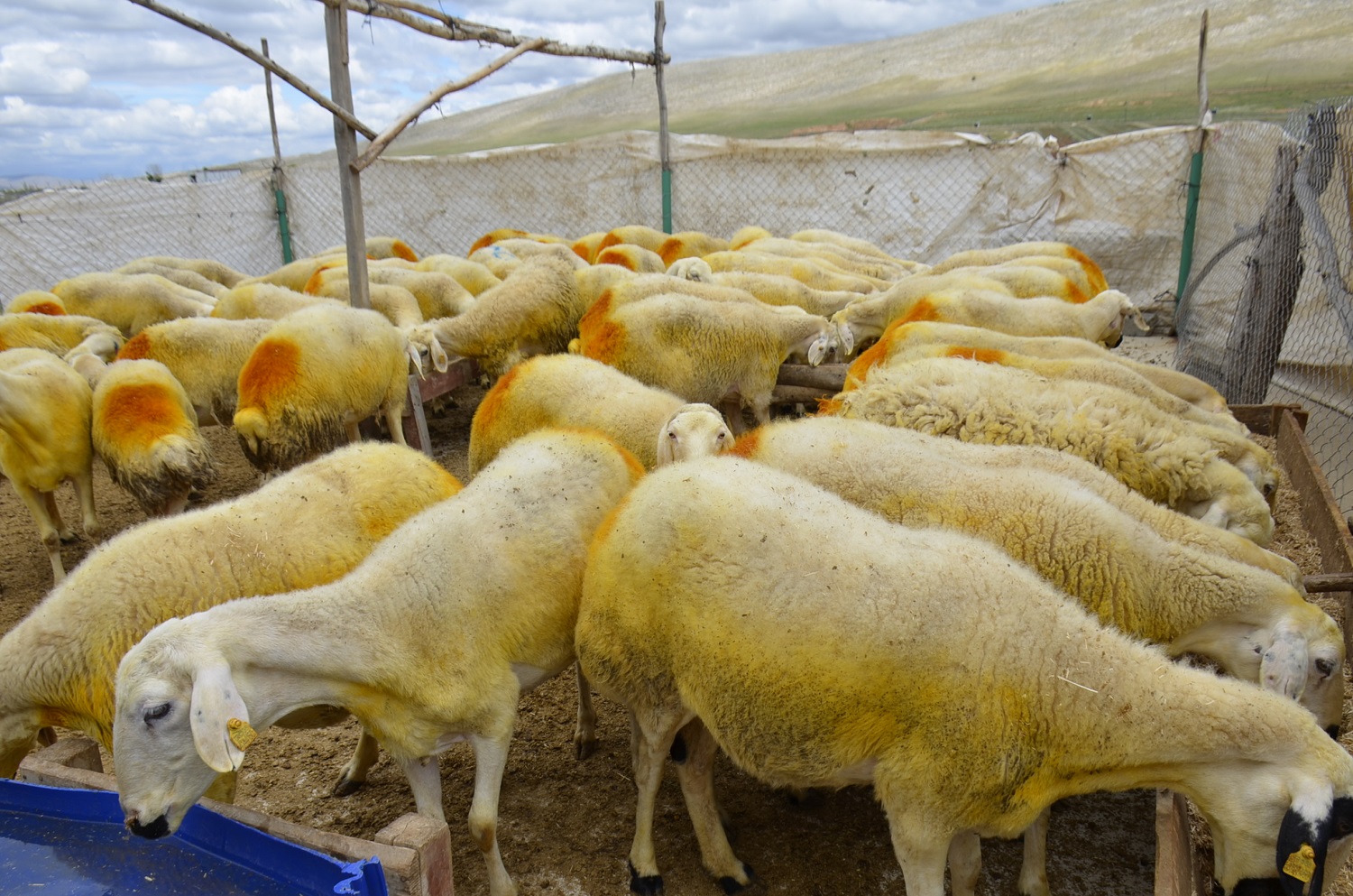 Afşin’de Kurbanlıklar Pazarda Yerini Aldı (6)