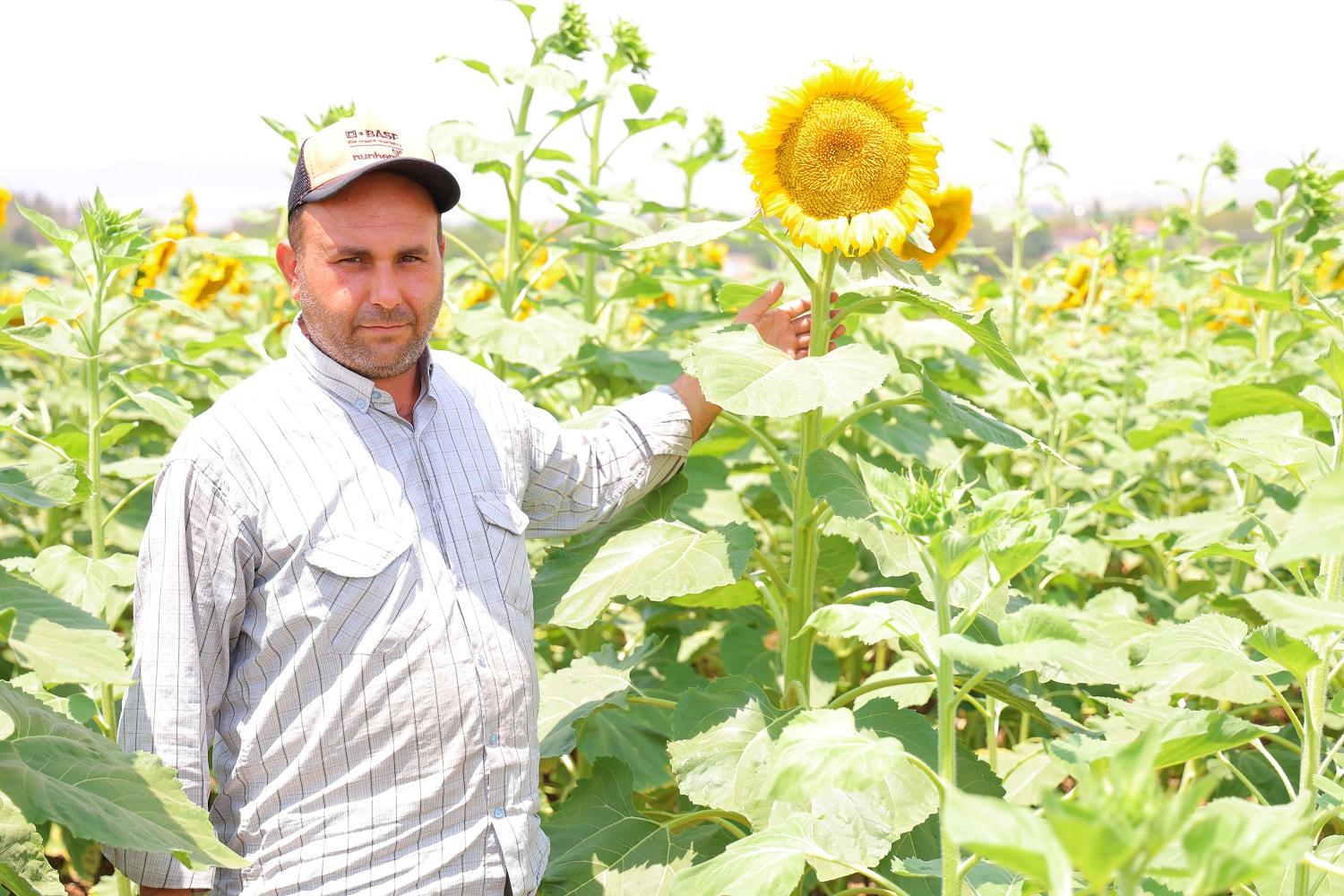 Ayçiçeği Tarlaları Görsel Şölen Sunuyor, (3)