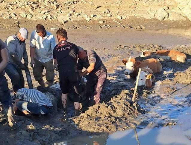Bataklığa Saplanan 6 İnek Kurtarıldı 2