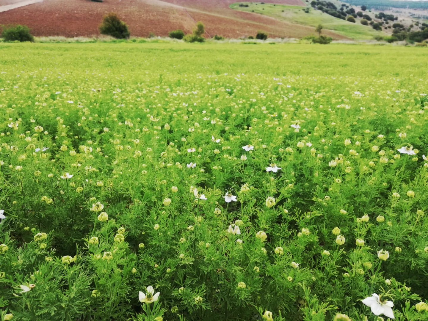 Kahramanmaraş'ta Çörek Otu Hasadı Başladı