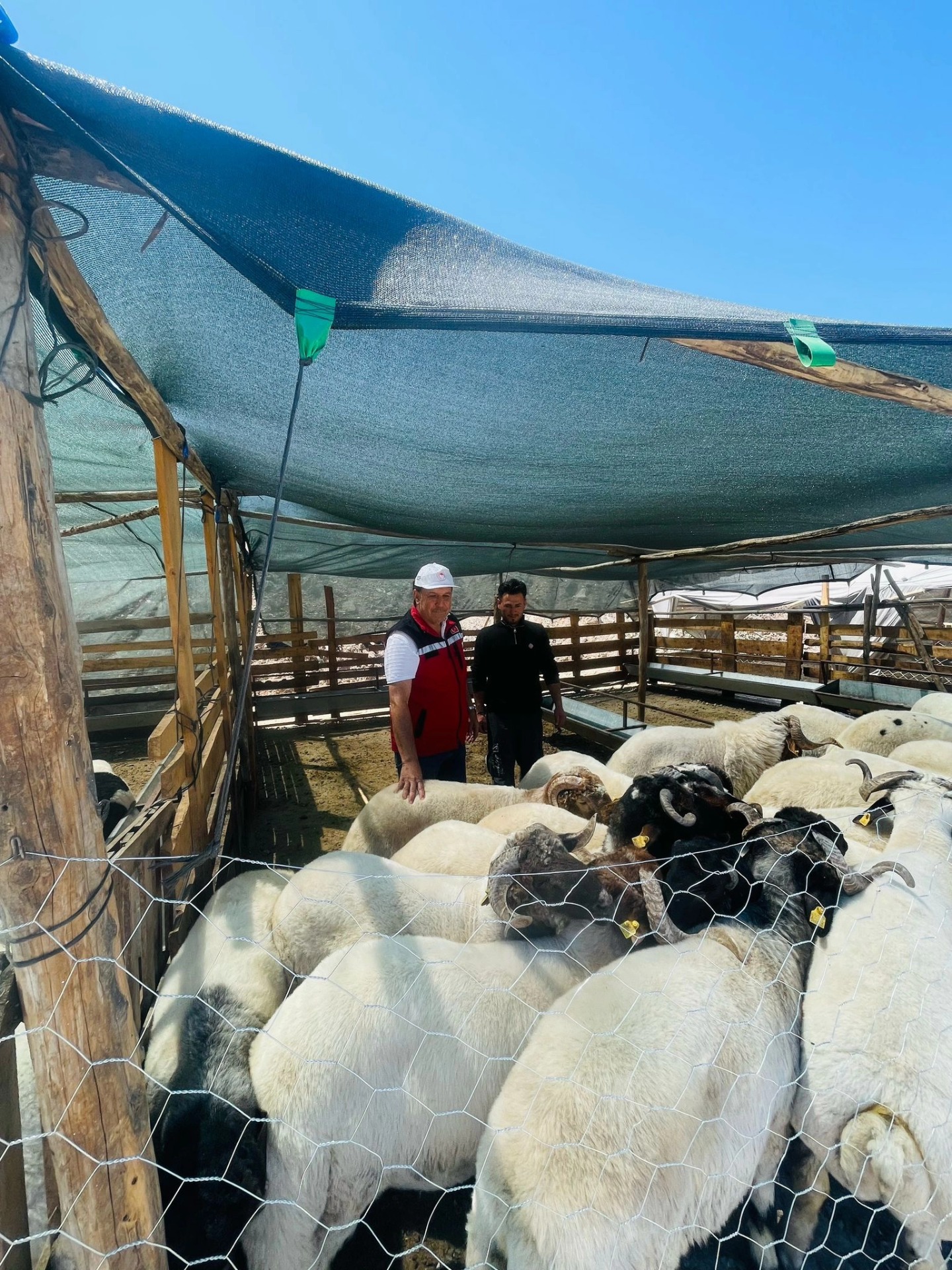 Kurbanlık Hayvanlar Sağlık Kontrolünden Geçirildi2