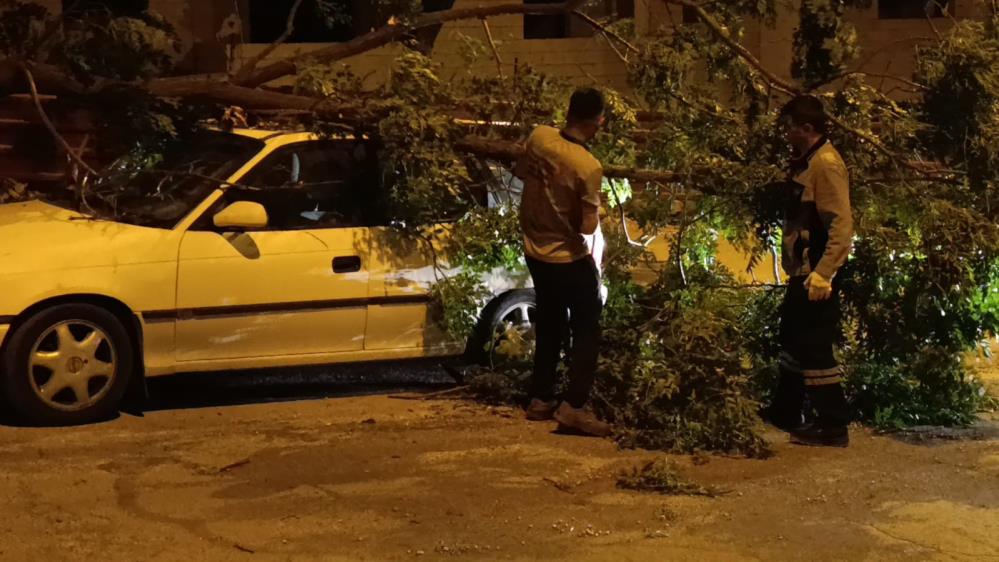Park Halindeki Otomobilin Üzerine Ağaç Devrildi 2