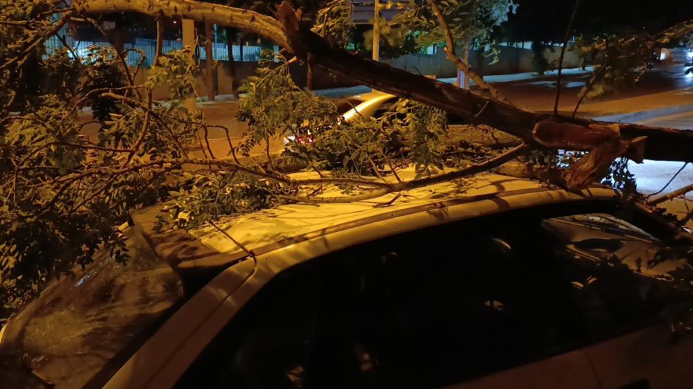 Park Halindeki Otomobilin Üzerine Ağaç Devrildi 5
