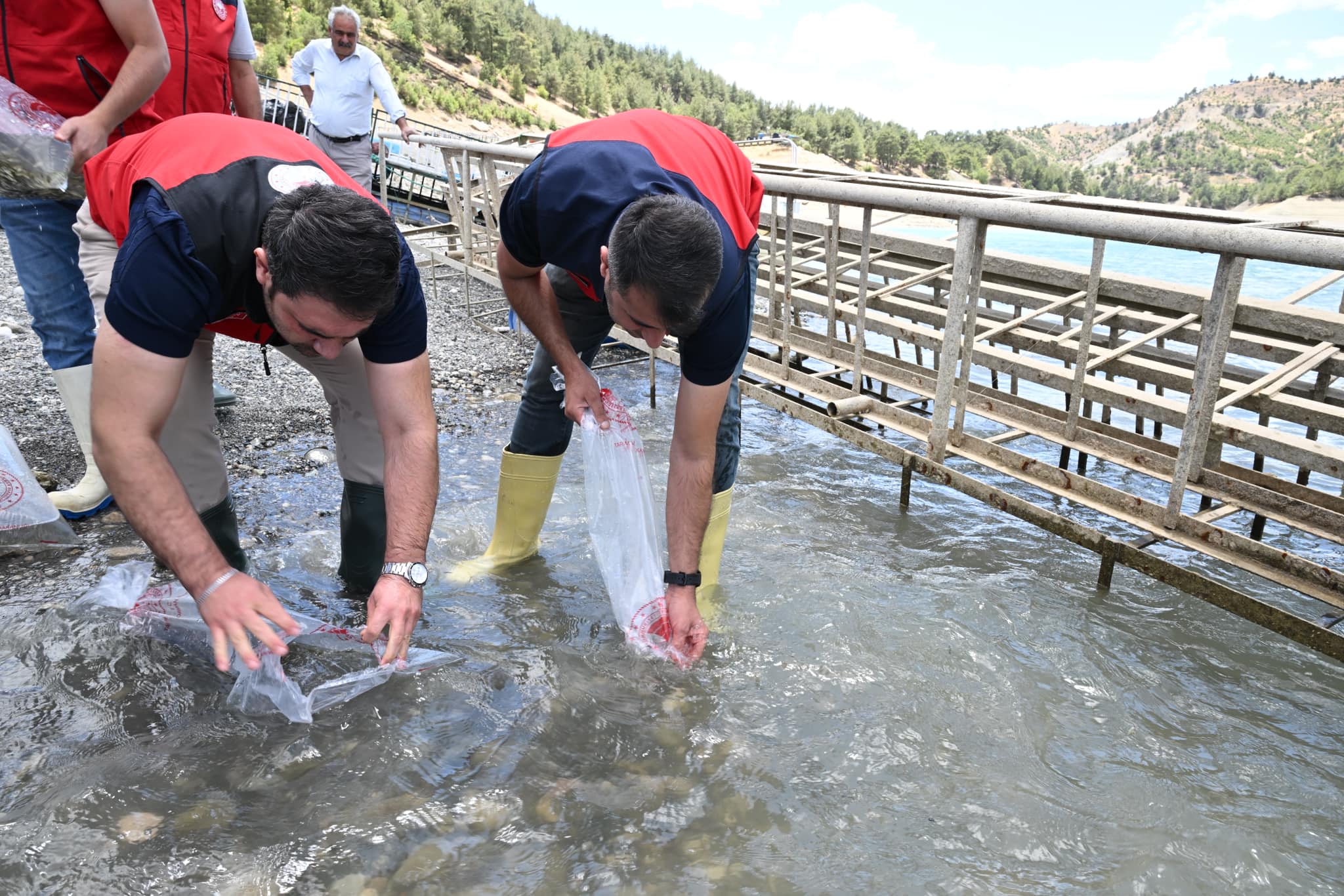 Kahramanmaraş’ta 700.000 Adet Yavru Sazan Balığı Barajlara Salındı5