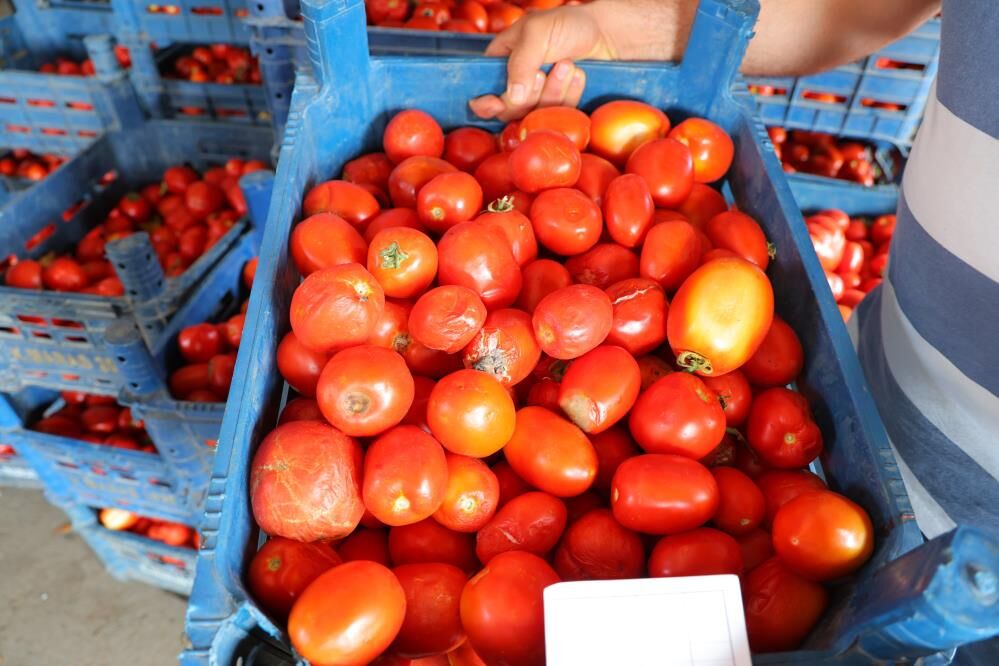 Salça Dönemi Başlamayınca Domatesin Fiyatı 3 Tl'ye Kadar Düştü 1