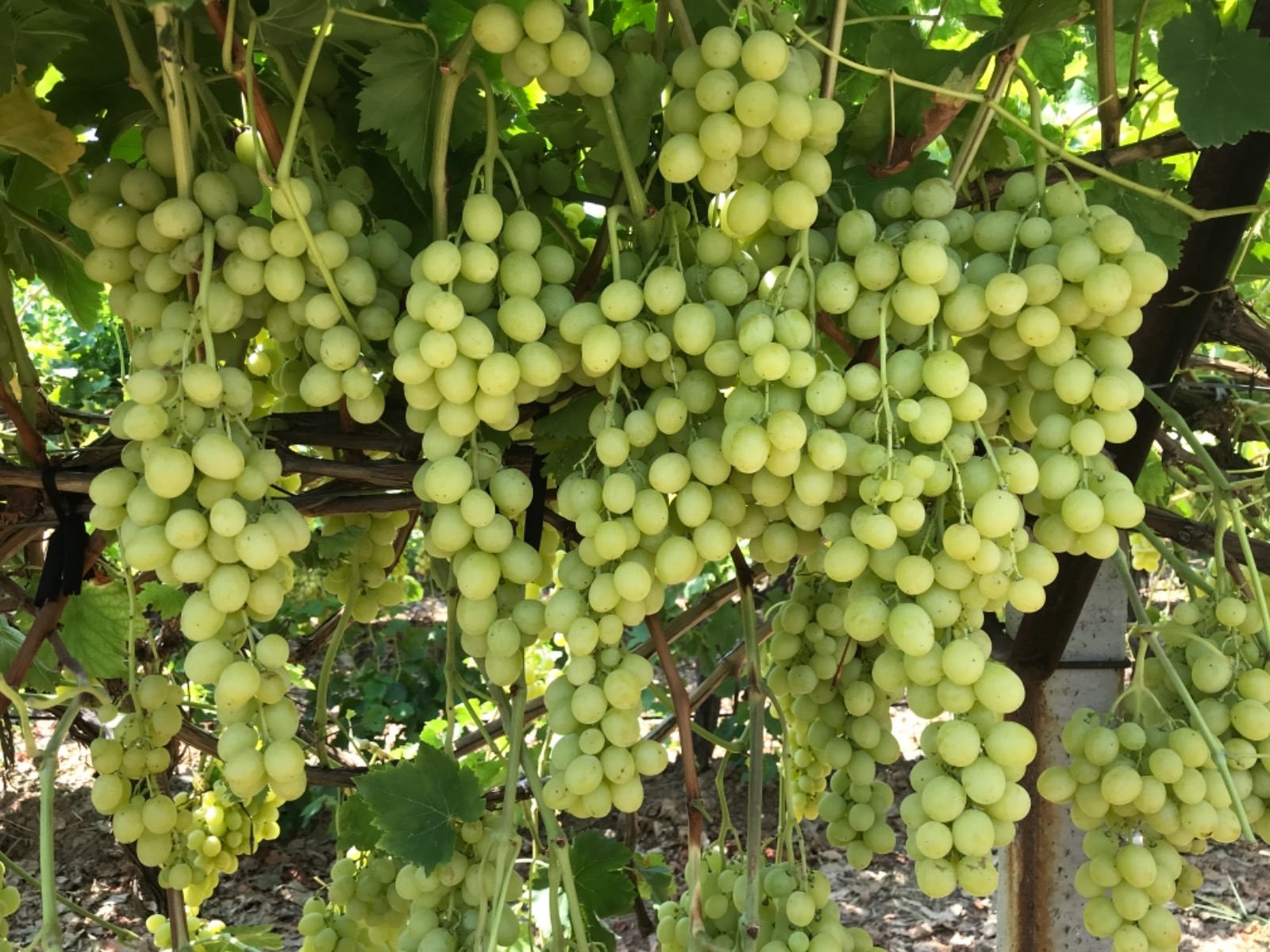Superior Seedless Çeşidi Sofralık Üzümün Ihracat Yolculuğu 16 Temmuz’da Başladı1