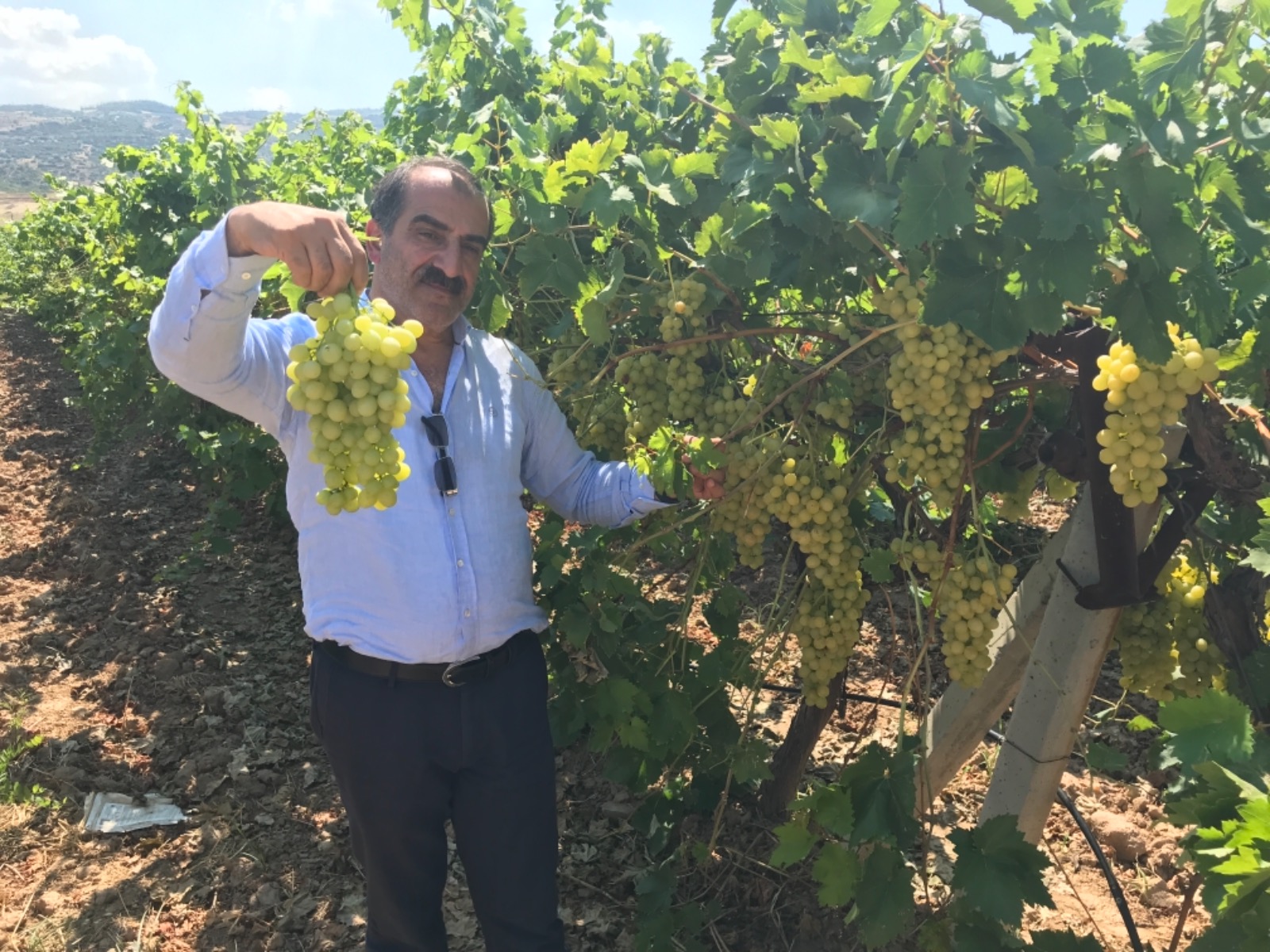 Superior Seedless Çeşidi Sofralık Üzümün Ihracat Yolculuğu 16 Temmuz’da Başladı2