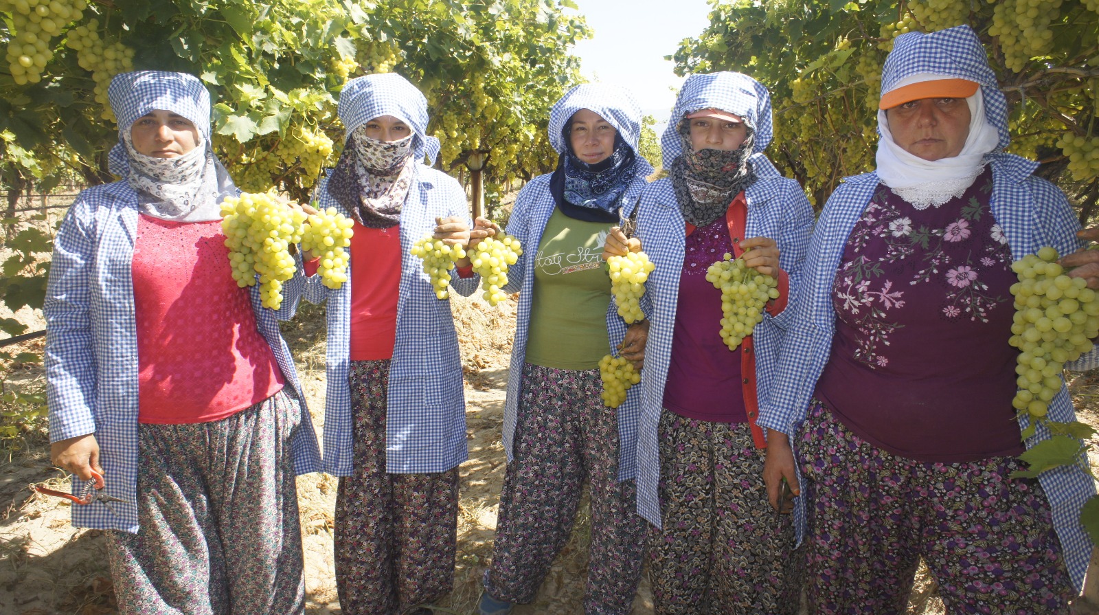 Superior Seedless Çeşidi Sofralık Üzümün Ihracat Yolculuğu 16 Temmuz’da Başladı3