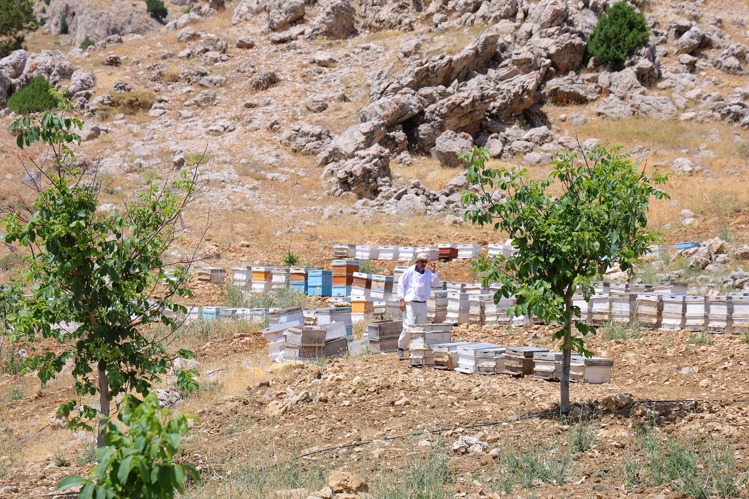 Ağaç Kütüğünde Doğal Bal (4)