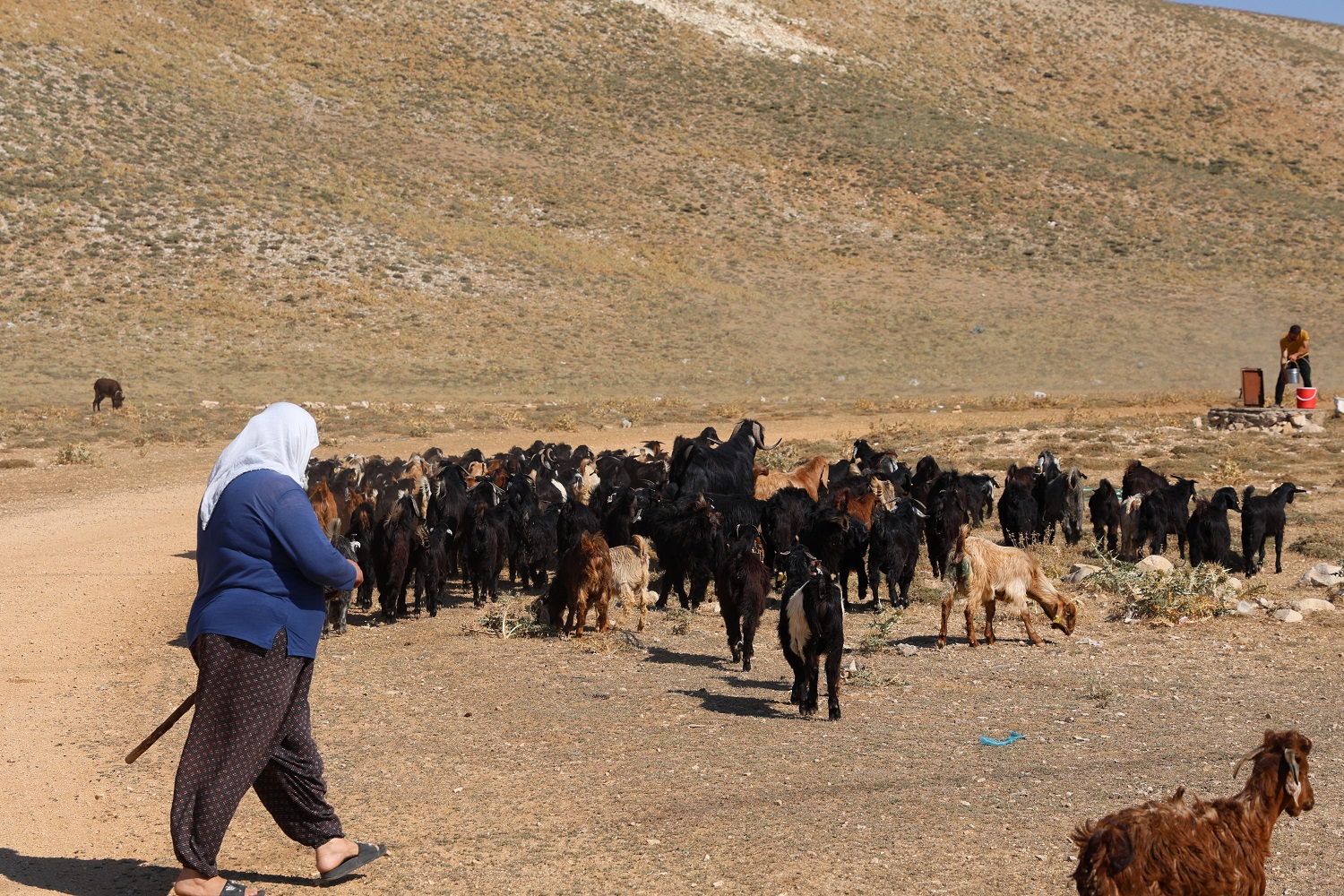 Konargöçerler Ahır Dağı (5)
