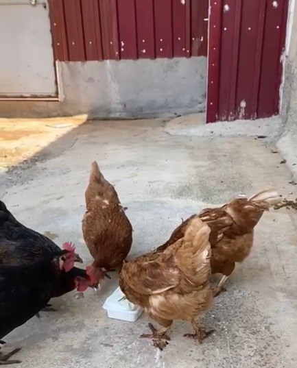 Sıcaktan Bunalan Tavuklarını Maraş Dondurmasıyla Serinletti 1