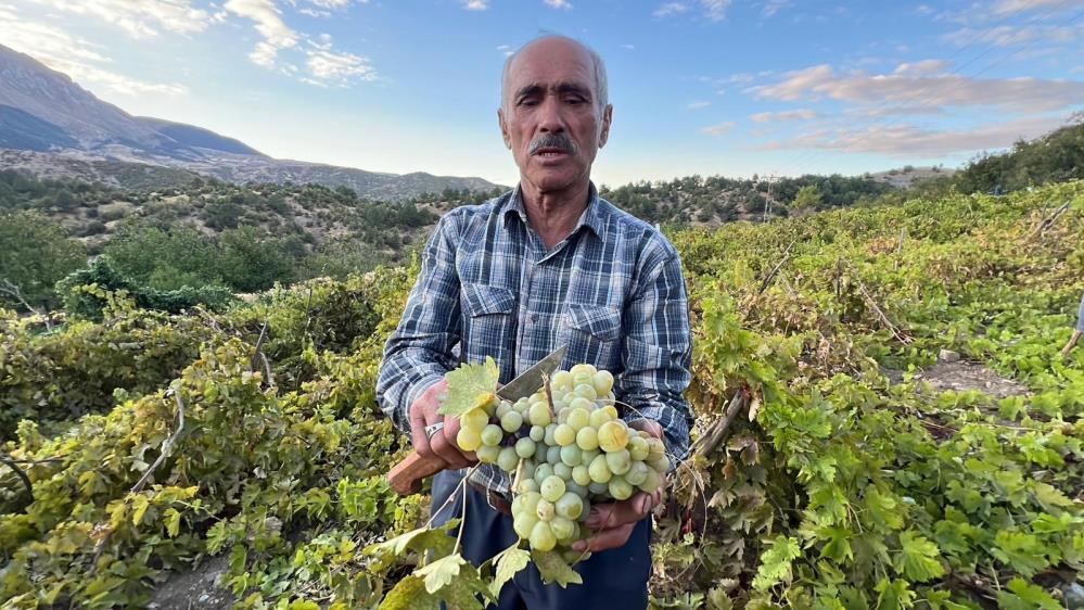 Bir Asırdır Geleneksel Yöntemlerle Üzüm Pekmezi Yapıyorlar 5