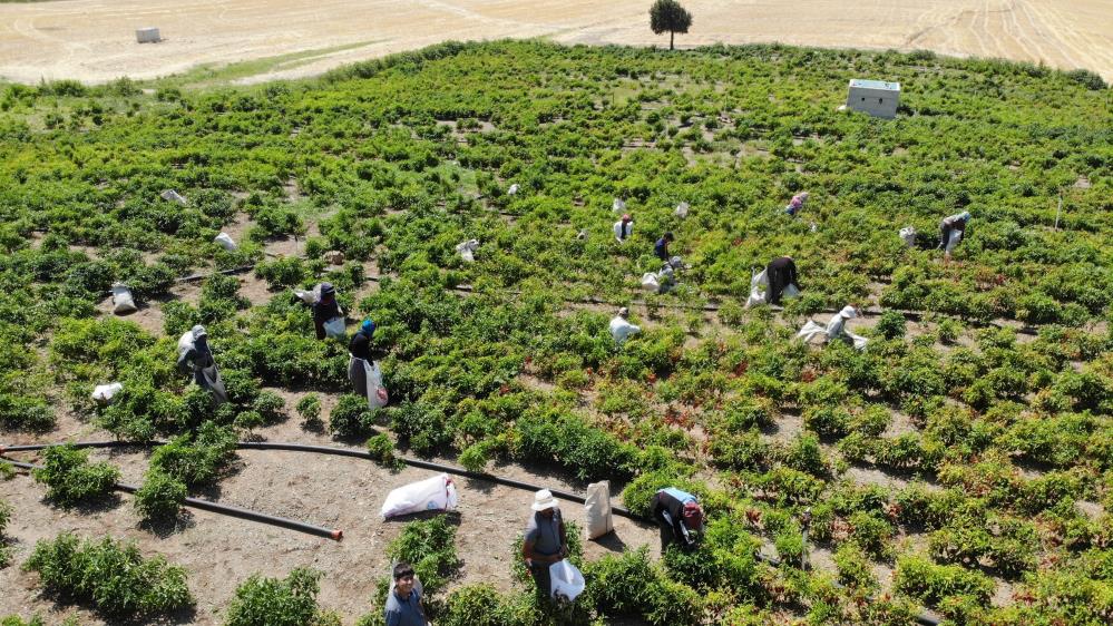 Kahramanmaraş'ta Coğrafi İşaretli Biberde Hasat Başladı 1