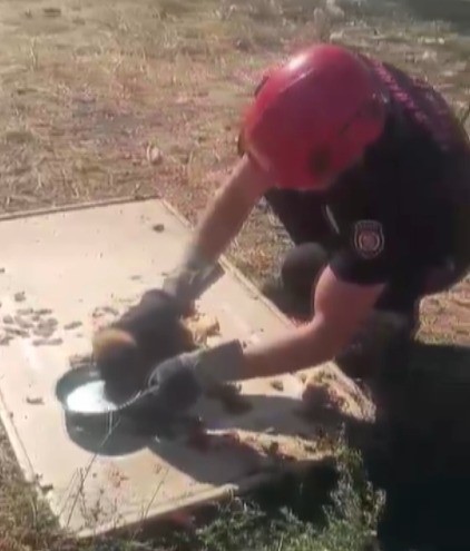 Kanala Düşen Yavru Köpek Kurtarıldı (2)