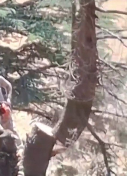 Ormanlık Alanda Ağaç Kesen 2 Kişi Yakalandı (2)