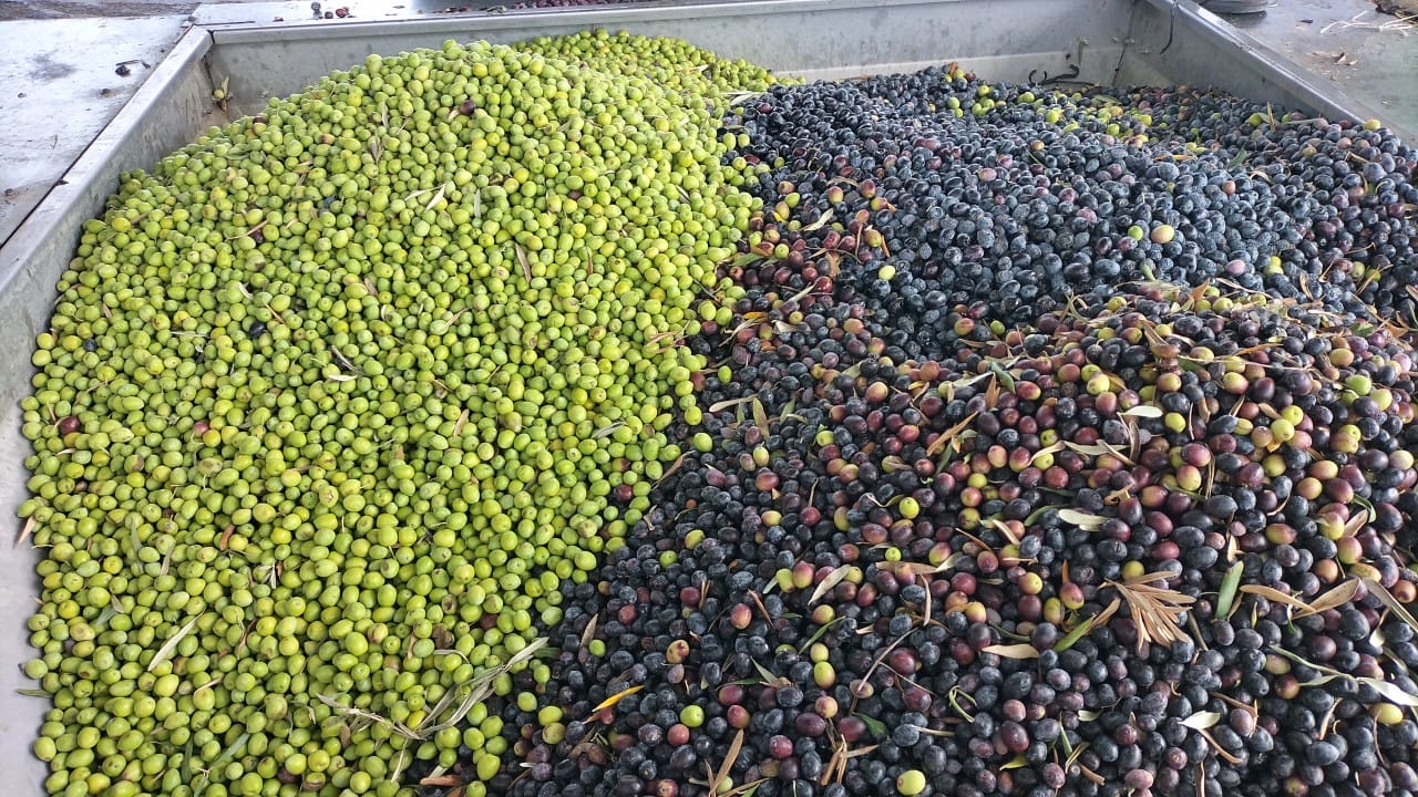 Manavgat Ziraat Odasının zeytinyağı fabrikaları üreticiye yılda 140 milyon lira katkı sağlıyor3