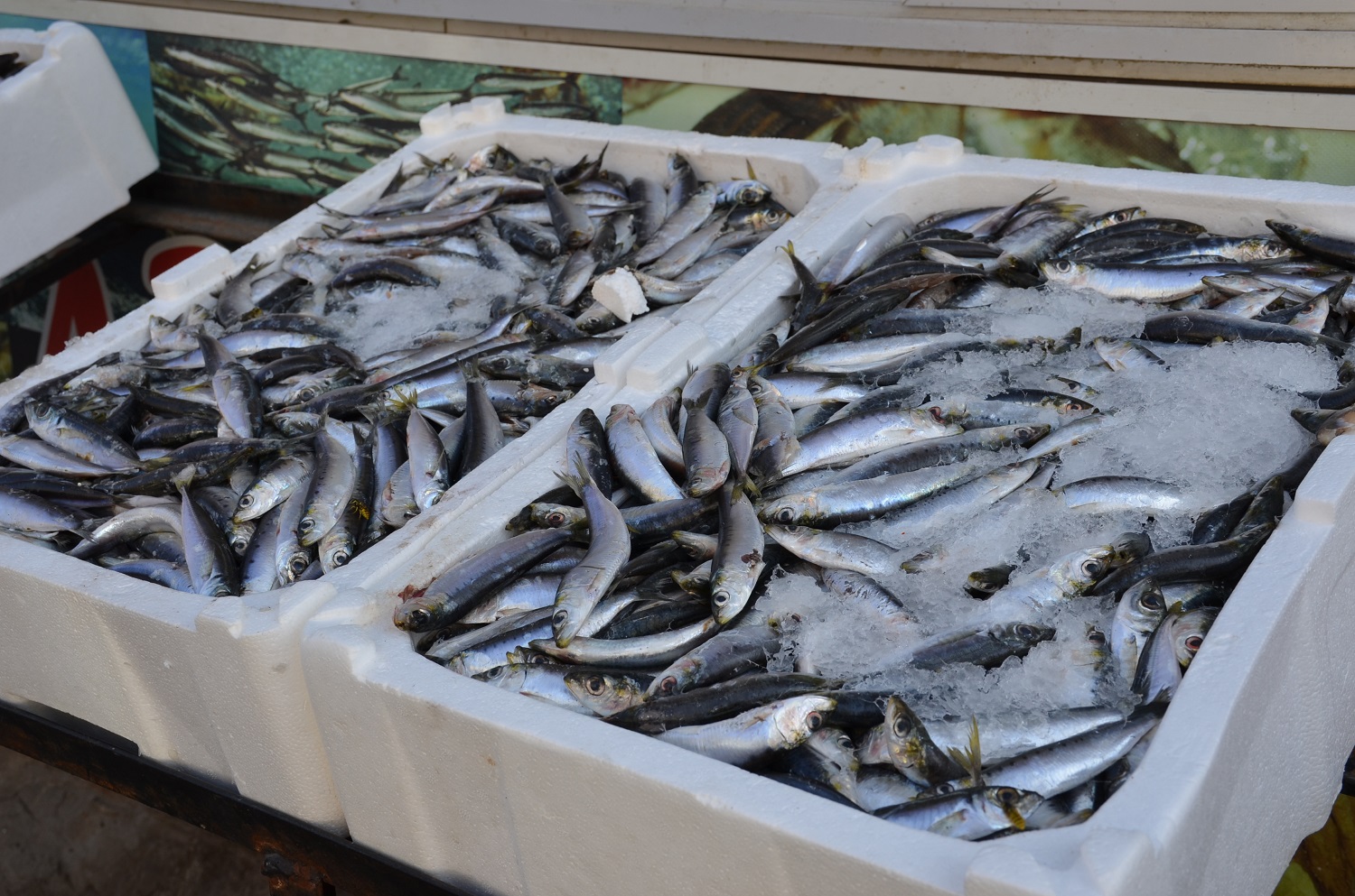 Afşin’de Hamsi Sezonu Başladı Tezgâhlar Şenlendi (11)