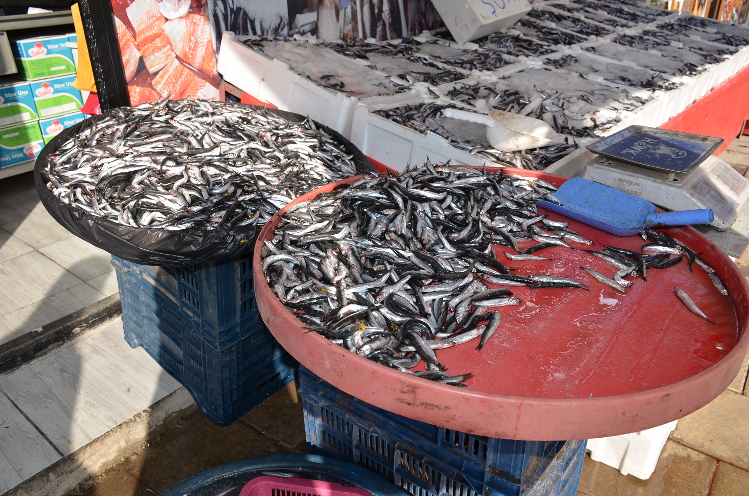 Afşin’de Hamsi Sezonu Başladı Tezgâhlar Şenlendi (2)