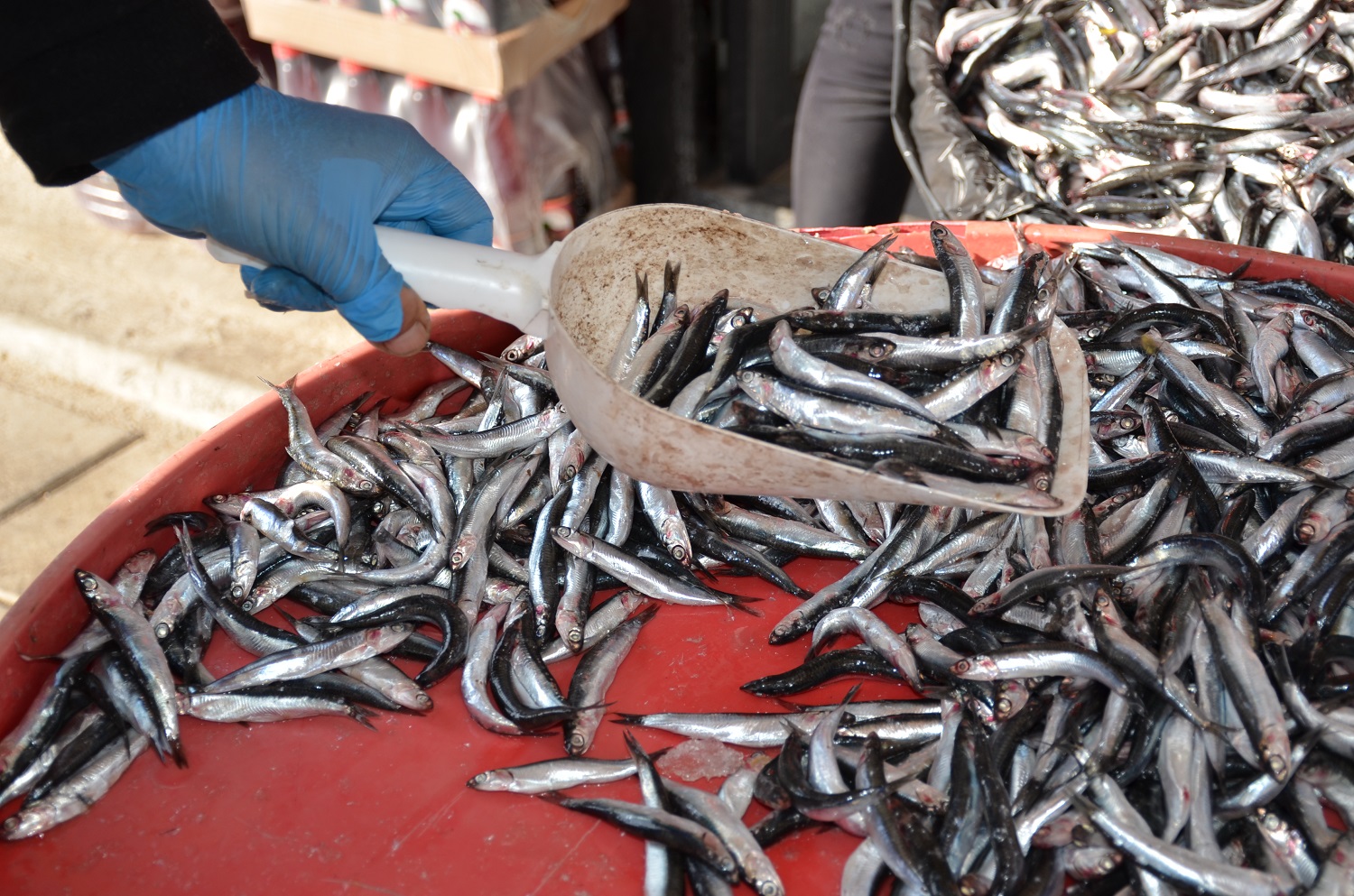 Afşin’de Hamsi Sezonu Başladı Tezgâhlar Şenlendi (6)