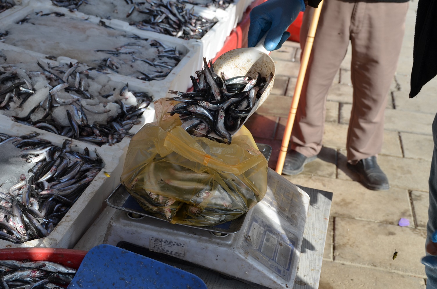 Afşin’de Hamsi Sezonu Başladı Tezgâhlar Şenlendi (8)