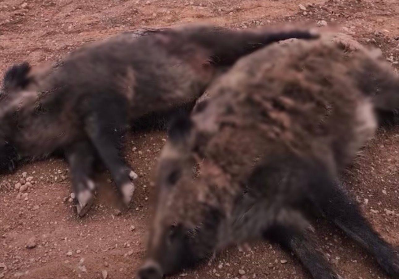 Afşin’de Yaban Domuzlarına Karşı Sürek Avı Yapıldı2