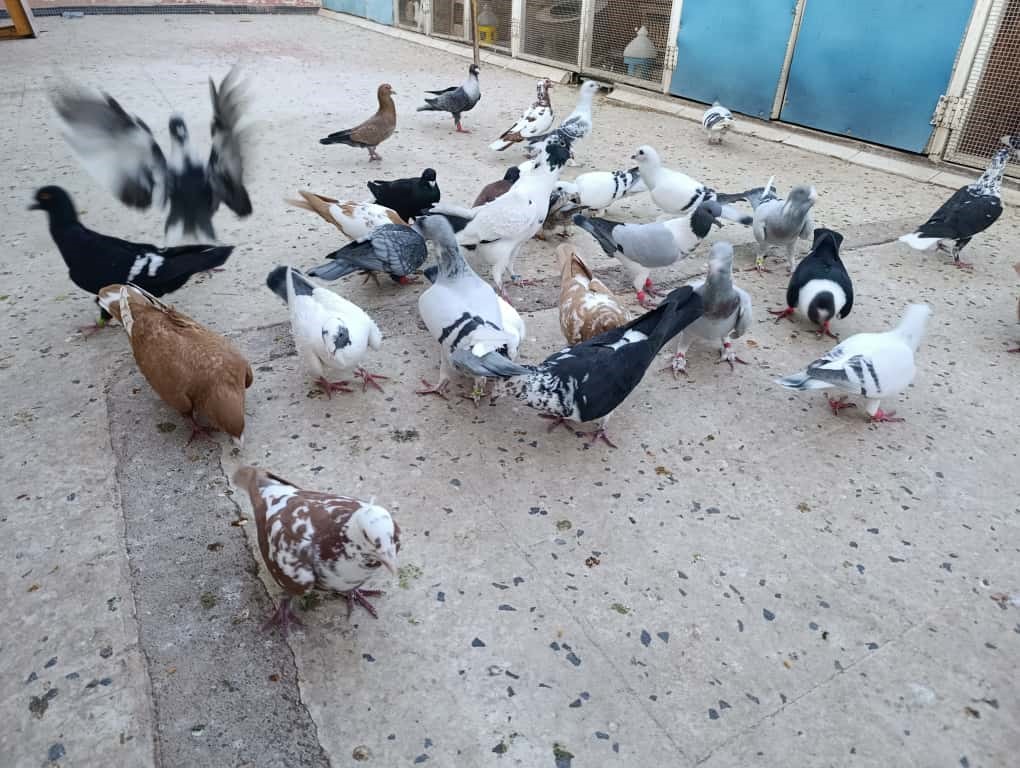 İki Ayağını Kaybetti, Güvercinlerle Hayata Bağlandı (2)