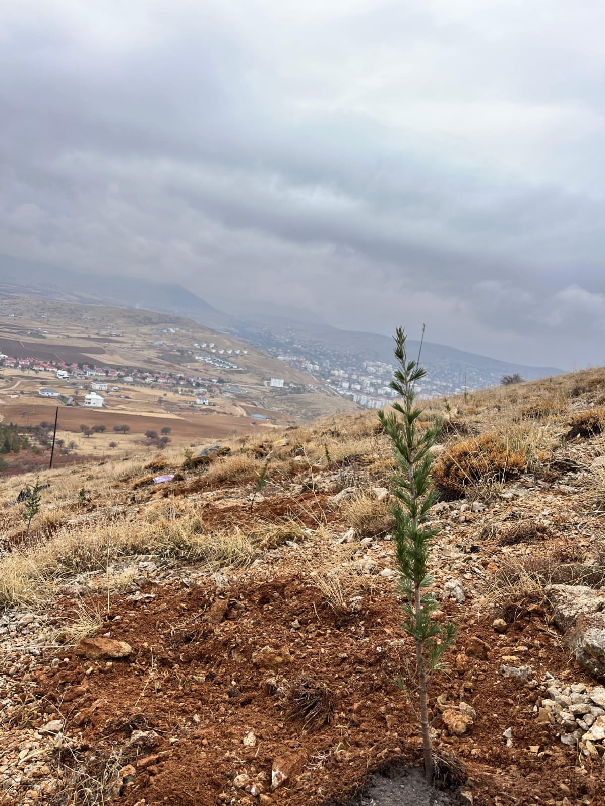 Afşin’de Anahtar Parti’den Fidan Dikimi Ve Çevre Temizliği Etkinliği (1)