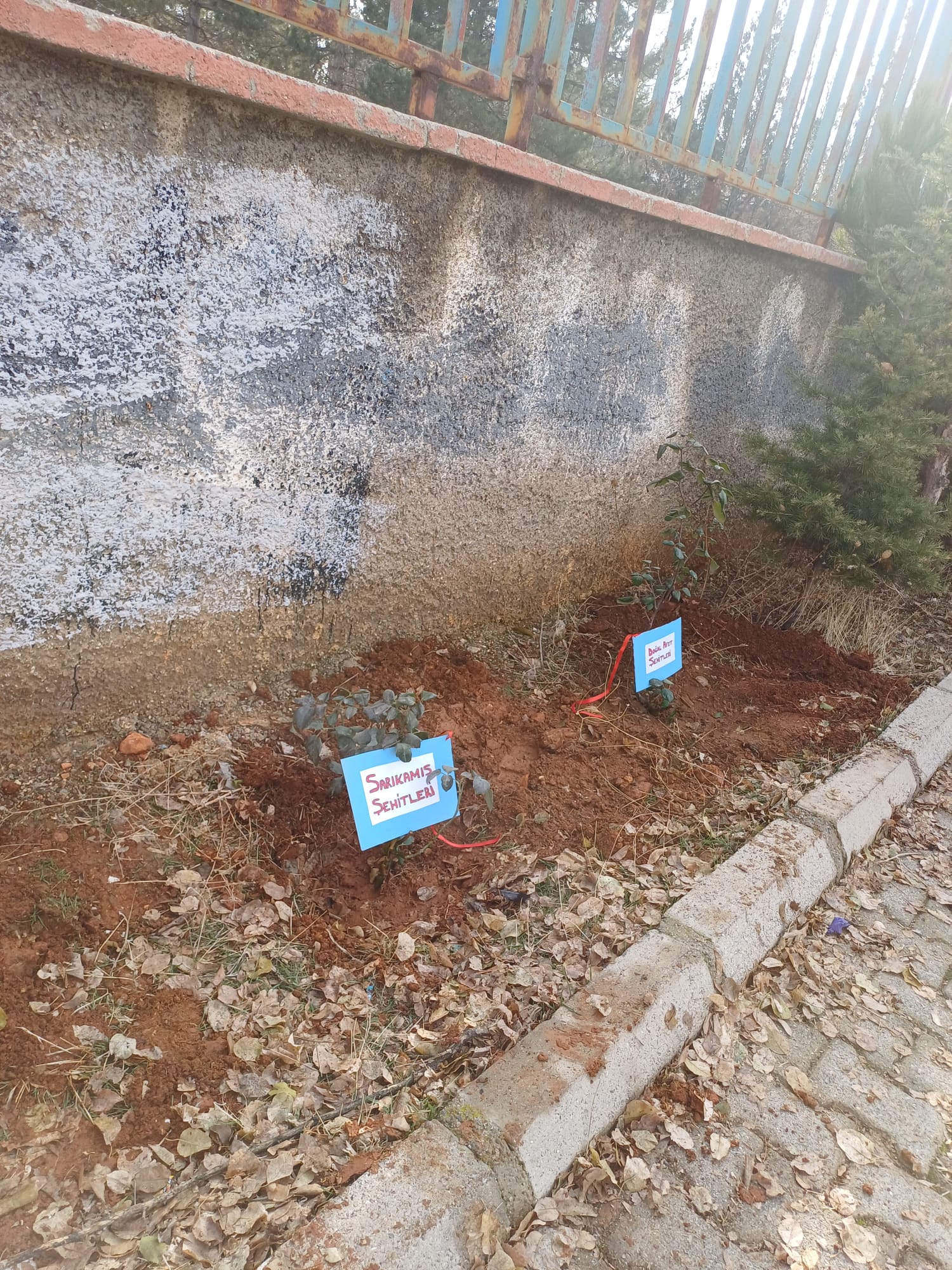 Afşin’de Şehitlere Vefa Gül Fidanları Toprakla Buluştu (4)