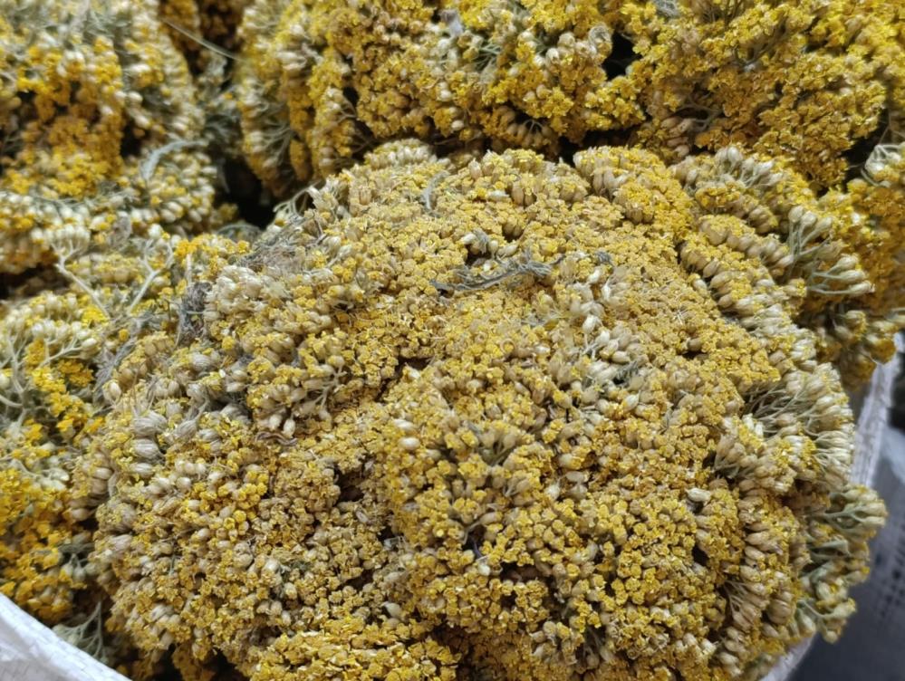 Hastalıklara Karşı Doğal Kalkan Kış Çaylarına İlgi Artıyor (5)