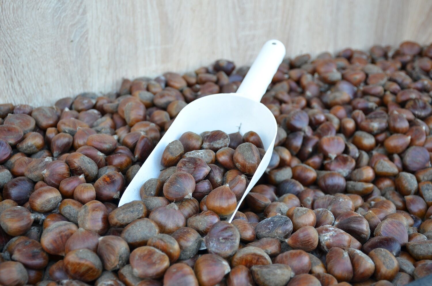 Kış Aylarının Vazgeçilmez Lezzeti Kestane (8)