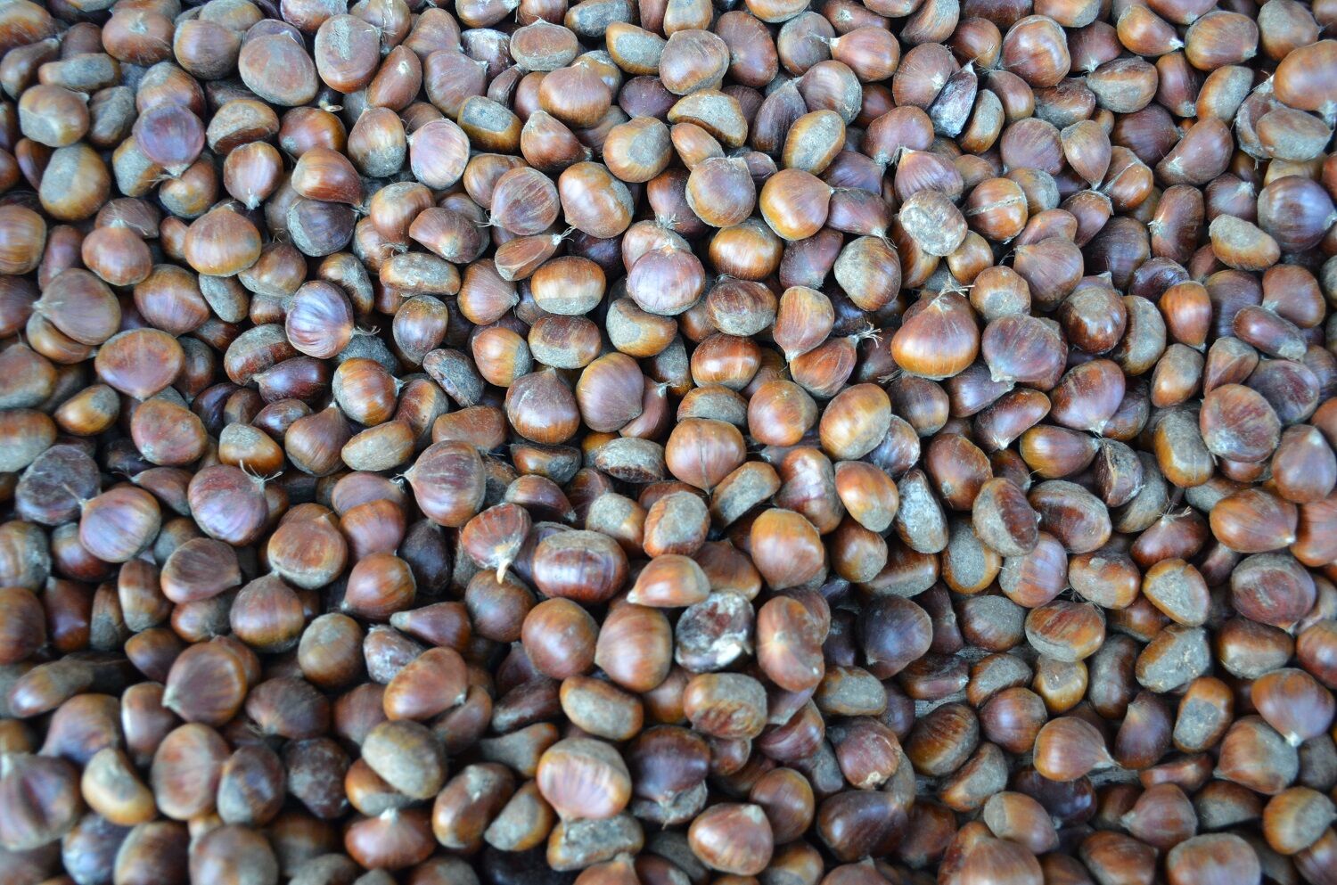 Kış Aylarının Vazgeçilmez Lezzeti Kestane (9)-1