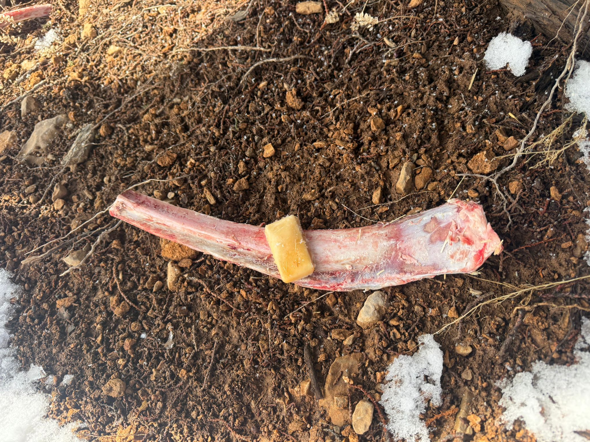 Afşin’de Yaban Hayatı İçin Yemleme Ve Kuduz Aşısı Çalışması Yapıldı (7)