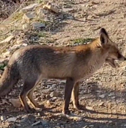 Dağda Karşılaştığı Tilkiyi Besledi (1)