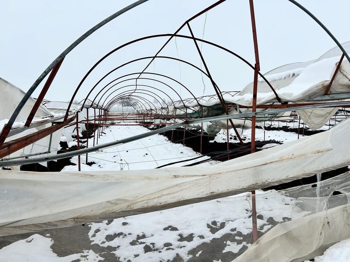 Yoğun Kar Yağışı Türkoğlu’nda Seralara Zarar Verdi4