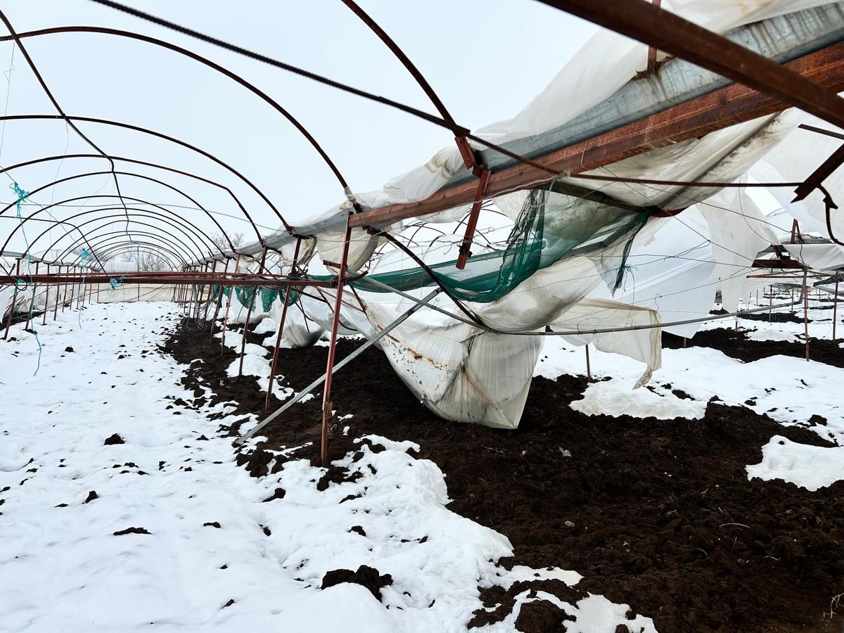 Yoğun Kar Yağışı Türkoğlu’nda Seralara Zarar Verdi5